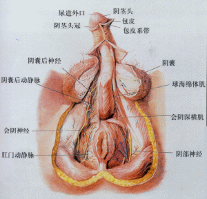 包皮过长
