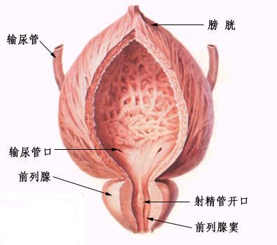 尿道炎有什么危害？