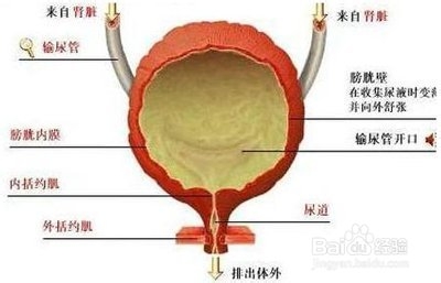 铜仁治疗膀胱炎
