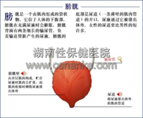 被忽视的膀胱炎 专家解读尿急尿频也是病 