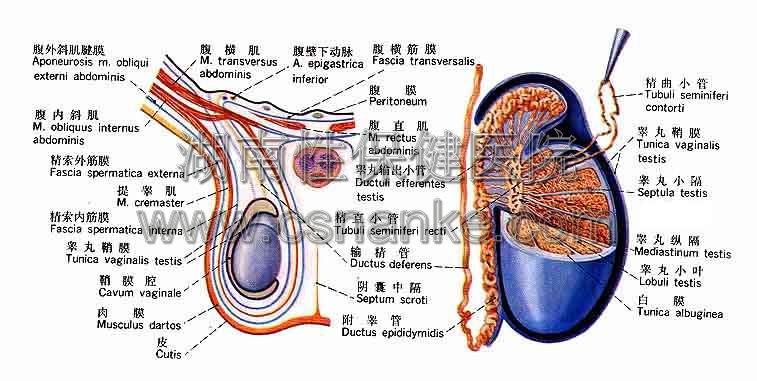 湖南性保健治疗附睾炎