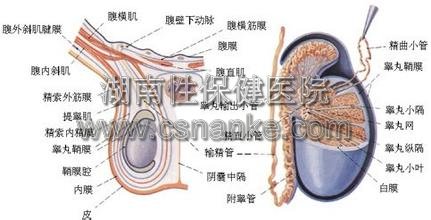 铜仁治疗附睾炎
