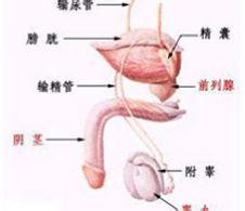 附睾炎