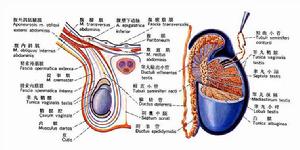 铜仁治疗附睾炎