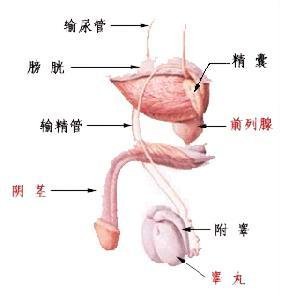 男性常见生殖器病怎么治疗