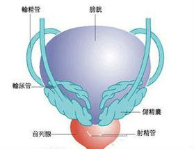 精囊