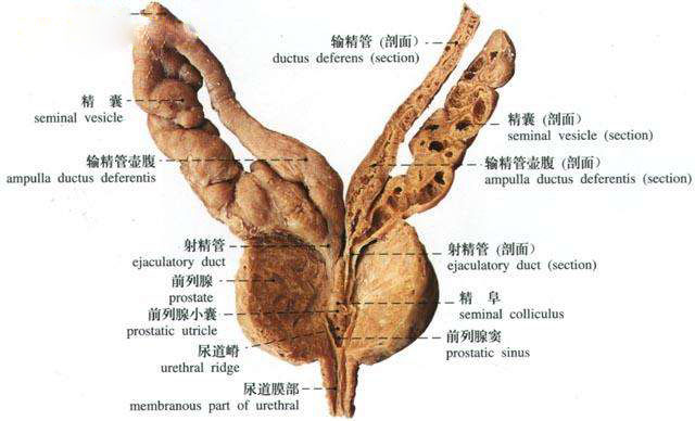 铜仁治疗精囊炎