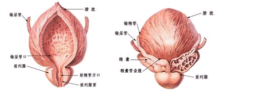 铜仁治疗精囊炎