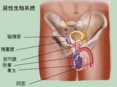 精囊炎的症状