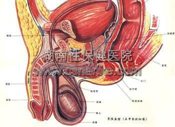 湖南治疗精囊炎