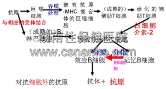 铜仁华南医院男科治疗生殖器疱疹