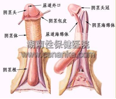 湖南性保健治疗早泄