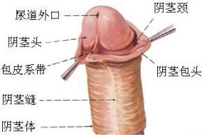 龟头敏感怎么办？找准原因，针对解决